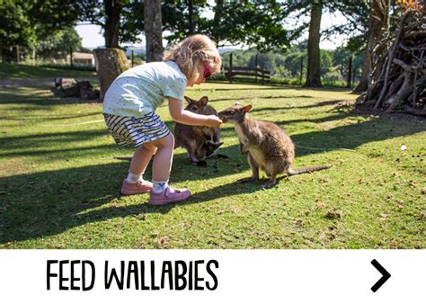 Animals — Manor Wildlife Park