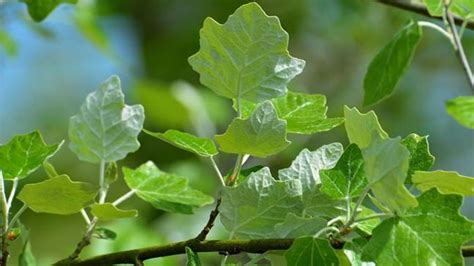 Poplar Tree Identification Guide