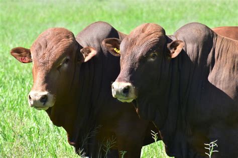 Afrikaner Cattle - Beef Production in South Africa