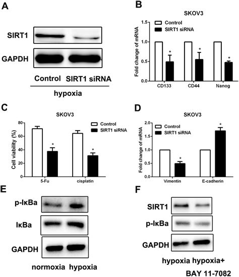 Hif Promoted The Cscs Like Features By Increasing Sirt Expression