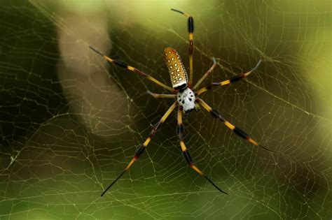 Trichonephila clavipes - Facts, Diet, Habitat & Pictures on Animalia.bio