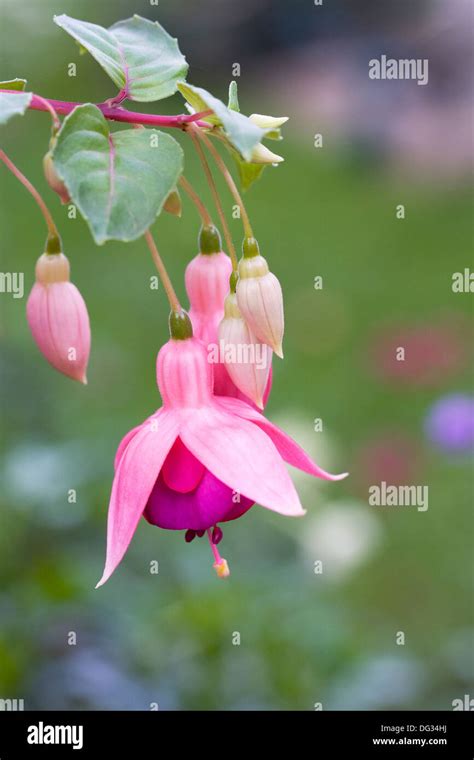 Fuchsia Pink Flower Hi Res Stock Photography And Images Alamy