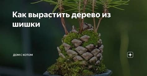 Как вырастить дерево из шишки | Дерево, Растения, Горшки