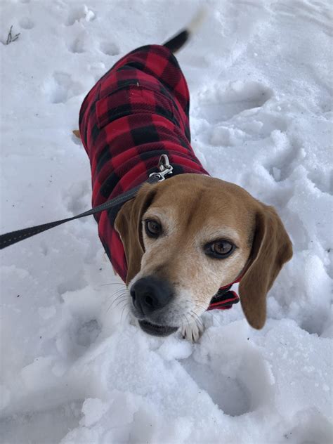 New winter coat! : beagle