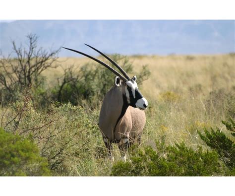 New Mexico Big Game Enhancement Package