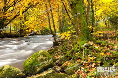 The River Teign Flowing Through Dunsford Wood In Autumn In The Dartmoor