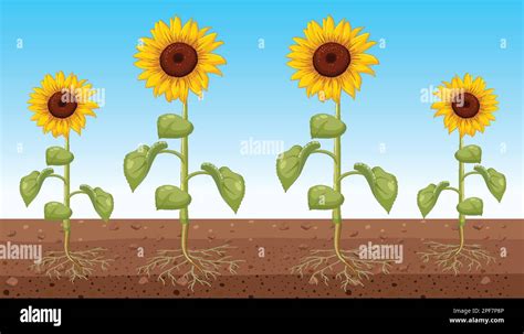 Sunflower Root Stock Vector Images Alamy