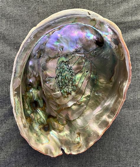 red abalone pearls