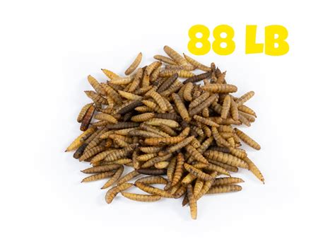 Mealworms Black Soldier Fly Larvae at Samantha Tennant blog