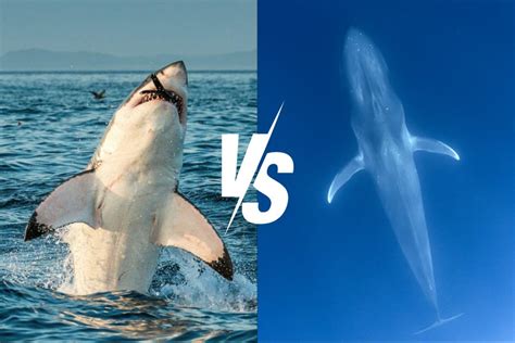Great White Shark vs Megalodon: Clash of Predators – Ocean Action Hub
