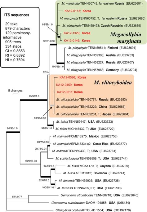 One Of 995 Most Parsimonious Trees From A Heuristic Analysis Of