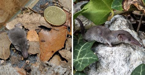 15 самых крошечных животных на планете, которых лучше рассматривать с ...