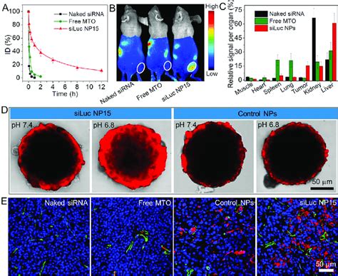 A Blood Circulation Profile Of Naked Sirna Free Mto And The