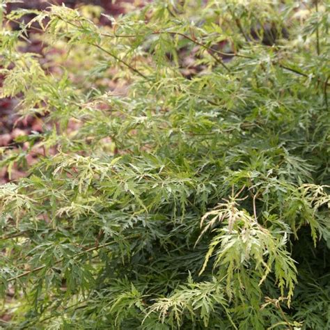 Japanese Maple Tree Acer Palmatum Dissectum Seiryu Roots Plants