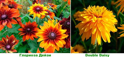 Рудбекия: посадка и уход в открытом грунте, виды и сорта с фото