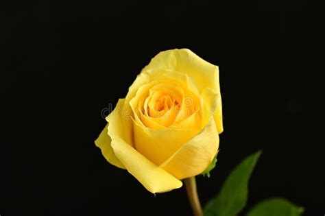 The Very Nice Colorful Summer Flower Close Up Stock Image Image Of