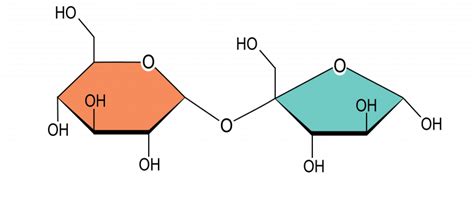 Sugars The Evolution And Biology Of Sex