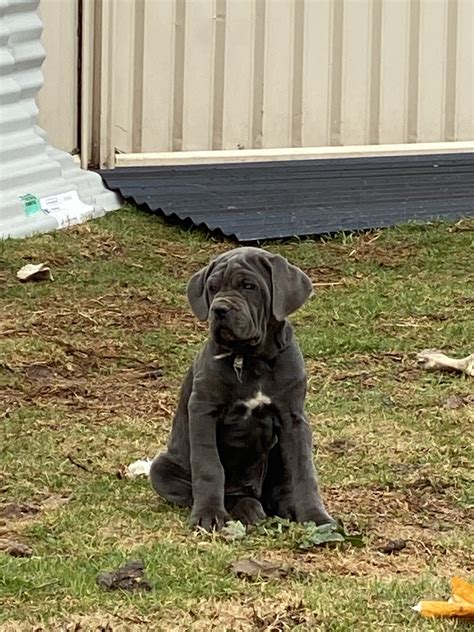 Neapolitan Mastiff - Wellington - PetsForHomes