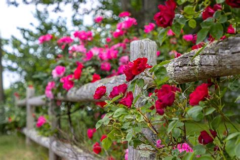 How to Grow and Maintain Beautiful Climbing Roses