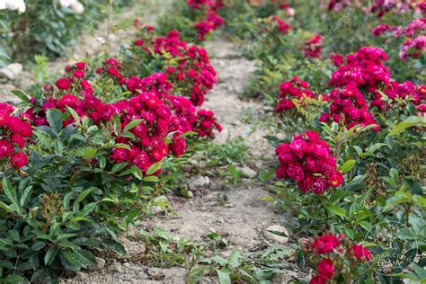 Роза Фейри чангелинг (почвопокр, розов)