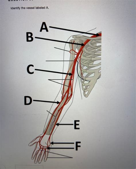 Solved Question Identify The Vessel Labeled D A B C Chegg