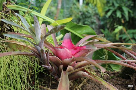 Neoregelia L B Sm Plants Of The World Online Kew Science