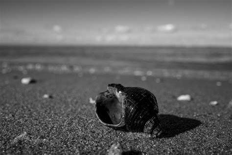 Schelpje Strand Kijkduin Den Haag Fabio Bruna Flickr