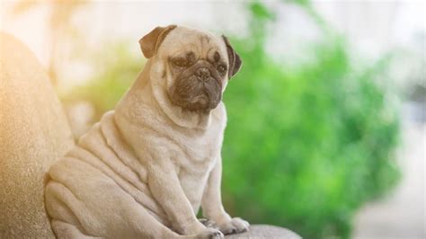 How Many Pugs Did Queen Victoria Have