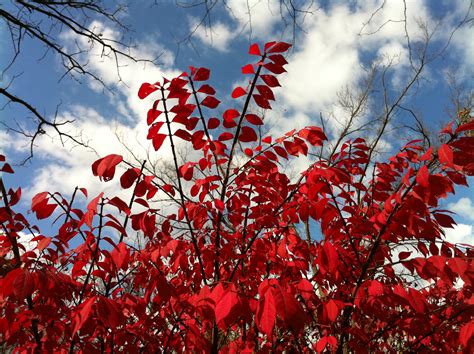 Assorted photos by Steve Mays : Steve Mays : Free Download, Borrow, and