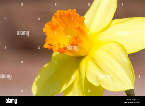 Jonquil hi-res stock photography and images - Alamy