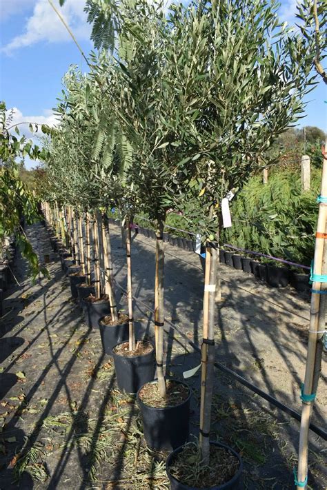 Маслина/Olea europaea - Разсадник Манчеви 8952