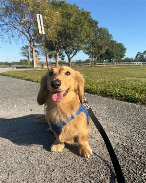 Charlie the hot dog 🐾 | BABY CHAR 🐶 | Instagram