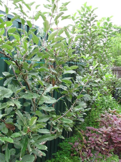 Apple Dorsett Golden Tree Malus Domestica