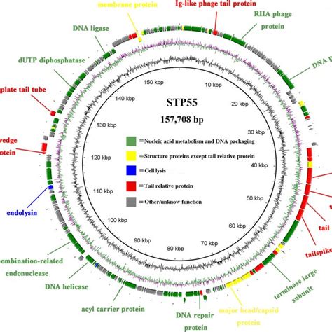 Genome Map Of Phage Stp The Meaning Of Each Circle From The