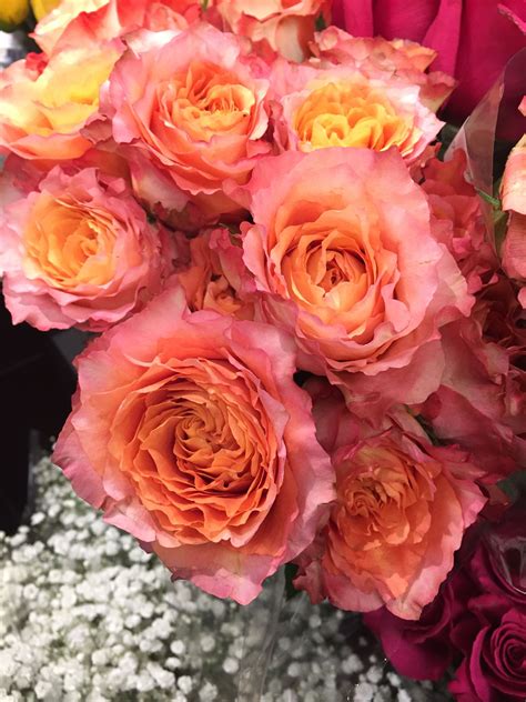 Free Spirit Garden Roses