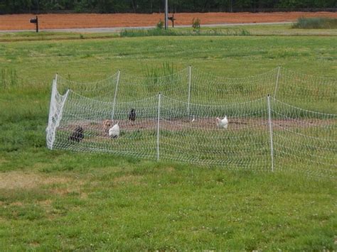 Electric Poultry Netting Fence Worked Great For Us No More Stomach Acres Homestead