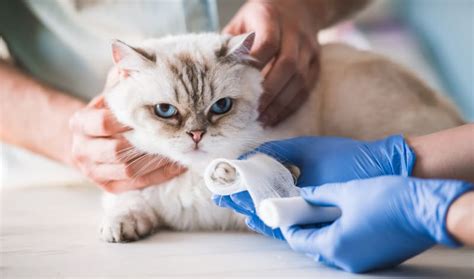 How To Care For A Wounded Cat Manchester Vets