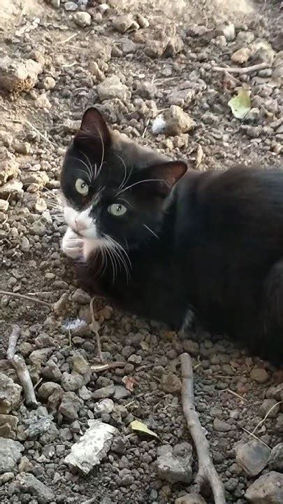 Чёрно-белый кот в ожидании мышки. 20.09.2024 - YouTube