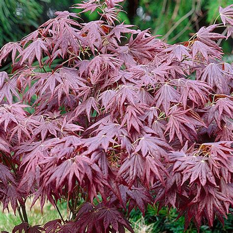 red japanese acer tree 12