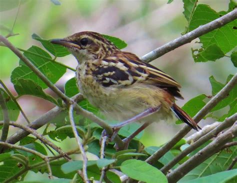 Foto tem farinha aí Myrmorchilus strigilatus Por Pedro Têia Wiki