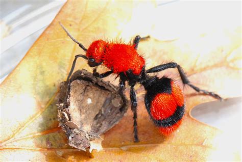 Red Velvet Ant IV by FallOut99 on DeviantArt
