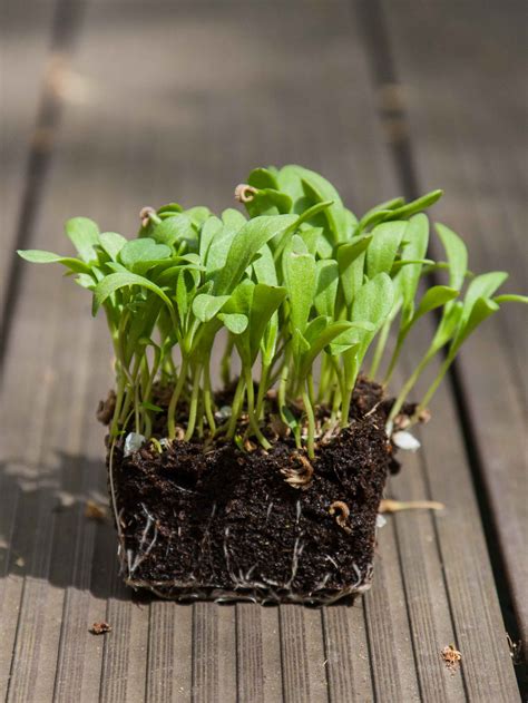 Marigold Seeds Germination