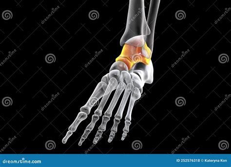 anatomie du pied humain os de talus du pied illustration stock