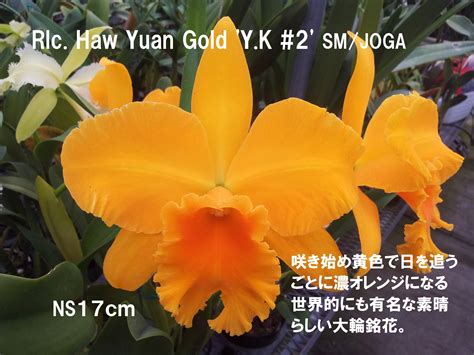 Rlc. Haw Yuan Gold ‘Y.K#2’ SM/JOGA | 細川洋蘭農園｜新潟の胡蝶蘭と草花が並ぶ農園｜公式ホームページ