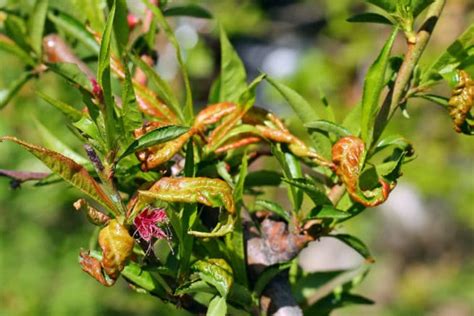 Pecan Tree Diseases » Tips for Identification & Control