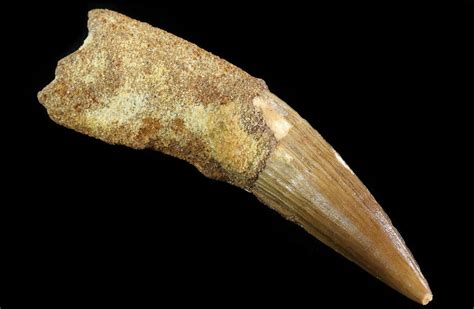 spinosaurus tooth real dinosaur tooth   sale
