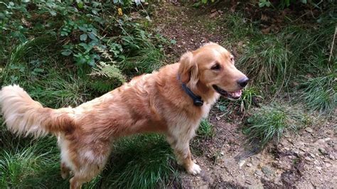 Poco C40 Review: Style but Stutter - Tech Advisor