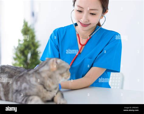 Doctor vet hi-res stock photography and images - Alamy