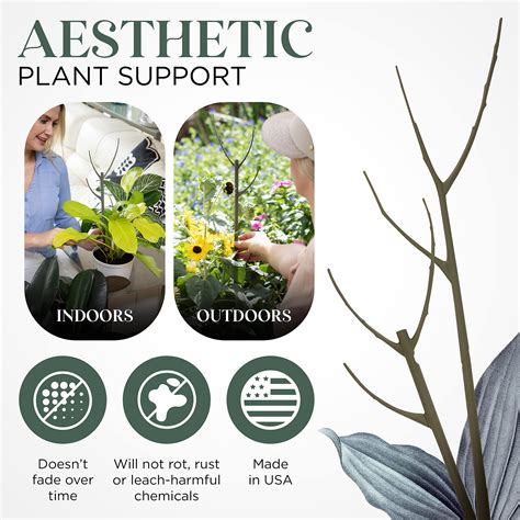 Snapklik.com : Twigs GA - Monstera Show & Grow Pack Great Alternative