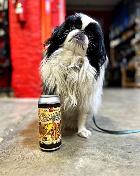 Best Dog-Friendly Breweries in Chicago (2024 Updated) - bits and bites